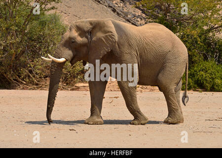 Désert de Namibie elephant (Loxodonta africana), Bull, de la rivière Hoanib, Désert du Namib, Kaokoland, Kaokoveld, région de Kunene, Namibie Banque D'Images