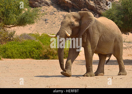Désert de Namibie elephant (Loxodonta africana), Bull, à pied de la rivière Hoanib, Désert du Namib, Kaokoland, Kaokoveld, région de Kunene Banque D'Images