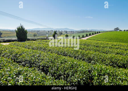 La plantation de thé dans la province de Chiang Rai, Thaïlande du nord Banque D'Images