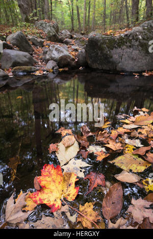 Automne feuilles flottant dans une piscine sur un petit cours d'eau dans les montagnes Adirondack de New York. Banque D'Images