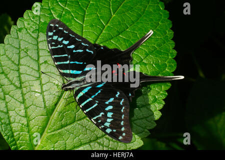 États-unis d'Amérique, USA, Arizona, AR, Scottsdale, Papillon Wonderland, Zebra Swallowtail Butterfly, Eurytides Marcellus Banque D'Images