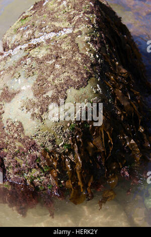 Close up d'un rocher couvert d'algues et les algues coraline à Point Loma tide pools à San Diego, Californie, USA Banque D'Images