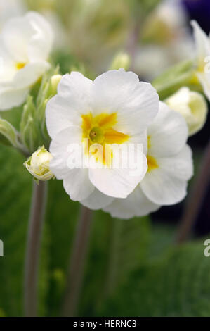 Primula eliator crescendo Banque D'Images