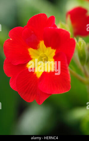 Primula série Crescendo Banque D'Images