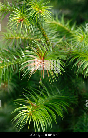 Cunninghamia lanceolata feuillage Banque D'Images