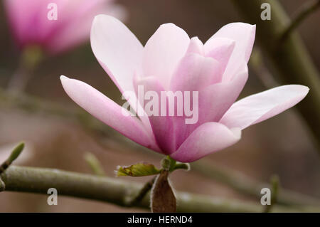 X sprengeri Magnolia Magnolia x loebneri Merrill portrait fleur Banque D'Images