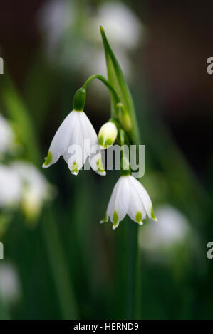 Leucojum aestivum close up portrait fleur Banque D'Images