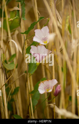 Fleur Rose entre la culture du blé sur le terrain au cours de l'été Banque D'Images