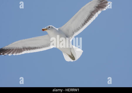 Vol de mouettes haut dans le blue air, agitant leurs ailes au-dessus de l'océan Atlantique à Swakopmund, Namibie, Afrique du Sud. Banque D'Images