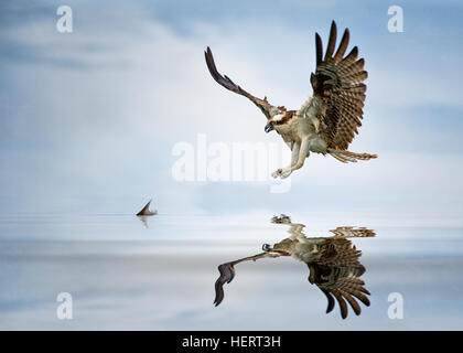 Osprey (Pandion haliatus) chasse au poisson, Floride, États-Unis Banque D'Images