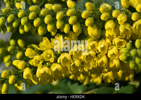 Mahonia x media 'Winter Sun' arbuste jardin floraison en plein hiver du soleil Banque D'Images