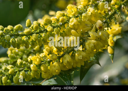 Mahonia x media 'Winter Sun' arbuste jardin floraison en plein hiver du soleil Banque D'Images