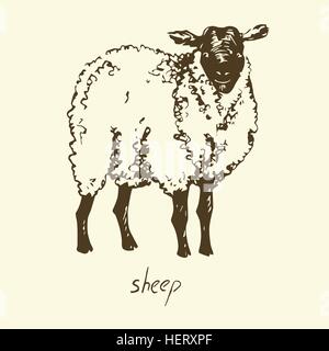 Les moutons, Hand drawn vector illustration Illustration de Vecteur