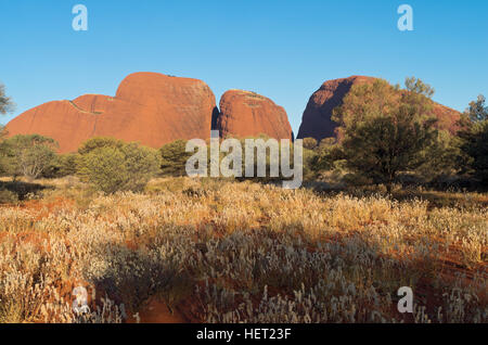 Dômes de Kata Tjuta et flore du désert contre ciel bleu dans l'Uluru Kata Tjuta National Park d'australie Territoire du nord Banque D'Images