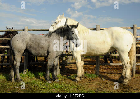 Un cheval blanc et gris se frotter ensemble Banque D'Images