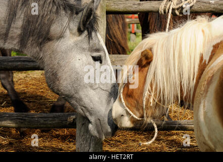 Au bétail chevaux et poneys juste frotter les uns les autres Banque D'Images