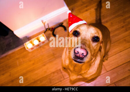 Un renard roux labrador portant un chapeau de noël Banque D'Images