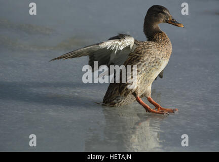 Canard colvert femelle atterrissage sur le lac gelé de l'hiver glacial Banque D'Images