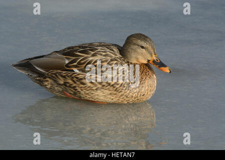 Canard colvert femelle assis sur la glace du lac gelé de l'hiver Banque D'Images