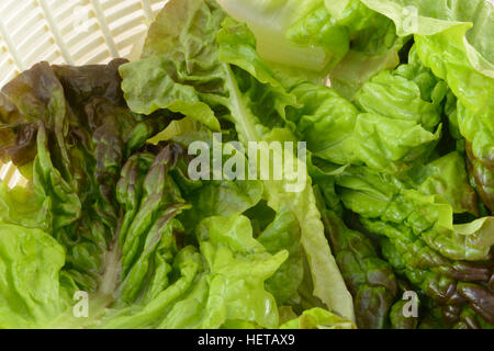 Laitue frisée rouge fraîchement rincés dans bol essoreuse à salade Banque D'Images