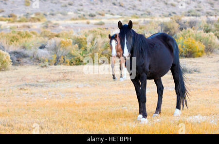 Cheval Mustang sauvage dans le désert du Nevada Banque D'Images