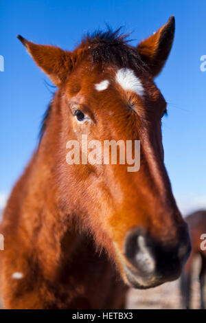 Cheval Mustang sauvage dans le désert du Nevada Banque D'Images