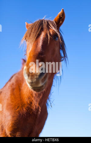 Cheval Mustang sauvage dans le désert du Nevada Banque D'Images