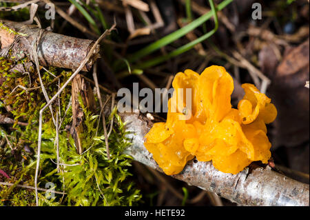 Cerveau jaune Champignons Banque D'Images