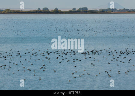 Foulques sur le lac Mud, Mud Lake Wildlife Management Area, Idaho Banque D'Images