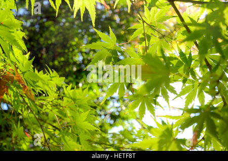 Feuilles d'érable japonais vert avant l'automne. Banque D'Images