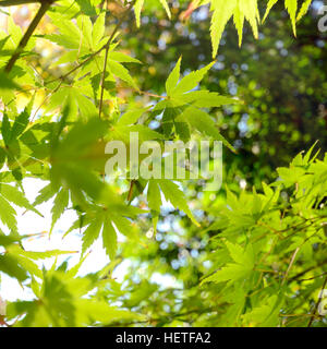 Feuilles d'érable japonais vert avant l'automne. Banque D'Images