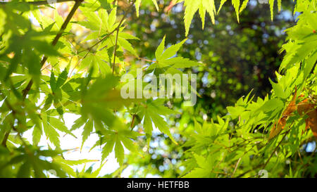 Feuilles d'érable japonais vert avant l'automne. Banque D'Images