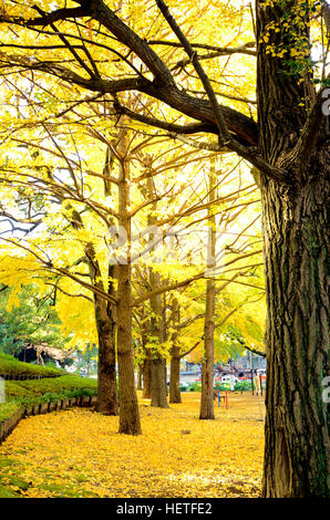 Arbre de ginkgo jardin en automne. Feuilles de ginkgo jaune en automne avec brosse sèche. fltered Banque D'Images