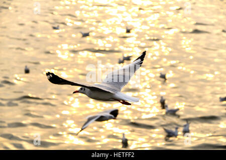 Migrer mouette en couchers du soleil à QM. Centre de loisirs de Bangpu, Samutprakarn, province de la Thaïlande. Banque D'Images