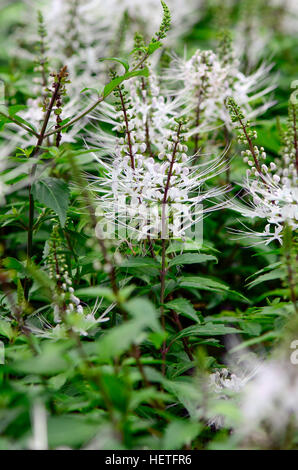 Thé de Java, Rein thé ou moustaches du chat Orthosiphon aristatus ((Blume) Miq. ) Est un remède de fines herbes populaires en Asie du sud-est. Banque D'Images