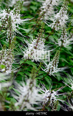 Thé de Java, Rein thé ou moustaches du chat Orthosiphon aristatus ((Blume) Miq. ) Est un remède de fines herbes populaires en Asie du sud-est. Banque D'Images