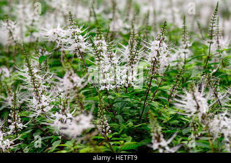 Thé de Java, Rein thé ou moustaches du chat Orthosiphon aristatus ((Blume) Miq. ) Est un remède de fines herbes populaires en Asie du sud-est. Banque D'Images