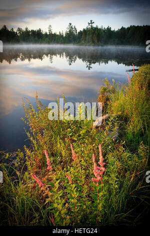 Steeplebush, Spiraea tomentosa, Blooming, sur la rive du Petit Ours Brook Pond à Errol, New Hampshire. La Forêt du Nord Banque D'Images