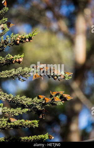 Le monarque (Danaus plexippus) hivernant dans ce cèdre au Monarch Butterfly Grove Pismo Beach Californie Banque D'Images