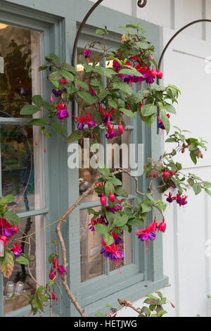 Fuchsia croître autour de la fenêtre à l'extérieur d'une boutique de cadeaux à Lucia Lodge un flanc de falaise historique situé à Big Sur en Californie Banque D'Images