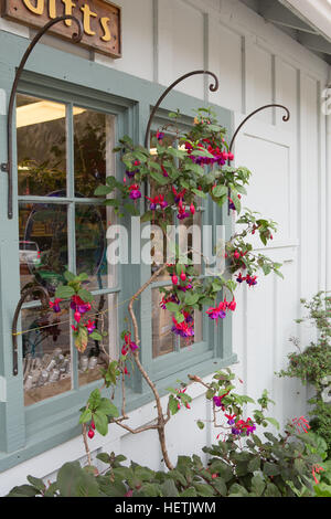 Fuchsia croître autour de la fenêtre à l'extérieur d'une boutique de cadeaux à Lucia Lodge un flanc de falaise historique situé à Big Sur en Californie Banque D'Images