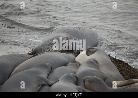 L'éléphant femelle du nord attendent pour donner naissance à l'alpha male qui ils seront ensuite avec du pain à San Simeon en Californie Banque D'Images