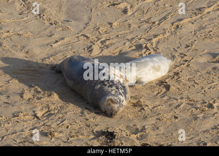 Horsey beach Norfolk colonie de phoques Banque D'Images