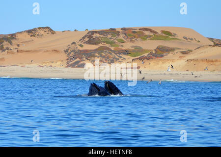 Deux bouches de baleines à bosse dans l'océan Pacifique à l'observation des baleines, la visite de Monterey, Californie Banque D'Images