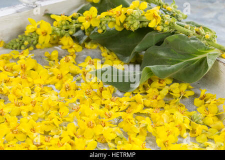 Königskerze, Königskerzen-Blüten, Verbascum spec., Molène, Blüten, Ernte, Kräuterernte, Blüten zum Trocknen, essbare Blüten Banque D'Images