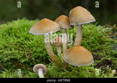 Rauchblättriger Graublättriger Schwefelkopf Schwefelkopf,,, Hypholoma capnoides Schwefelkopf plus doux, touffe de conifères Banque D'Images