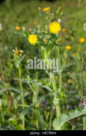 Gänsedistel Gänsedistel Raue, Rauhe, Dornige Gänsedistel, Sonchus asper, bordées de Sharp, le Figuier de laiteron des champs, laiteron épineux partie épineuse, Banque D'Images