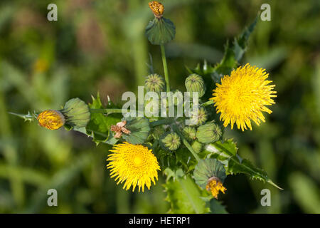 Gänsedistel Gänsedistel Raue, Rauhe, Dornige Gänsedistel, Sonchus asper, bordées de Sharp, le Figuier de laiteron des champs, laiteron épineux partie épineuse, Banque D'Images