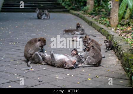 Singe dans la forêt des singes sacrés à l'aide de appuyez sur Banque D'Images