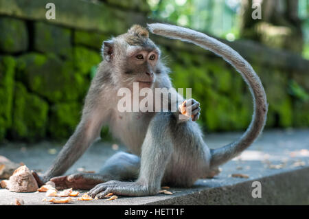 Singe dans la forêt des singes sacrés à l'aide de appuyez sur Banque D'Images
